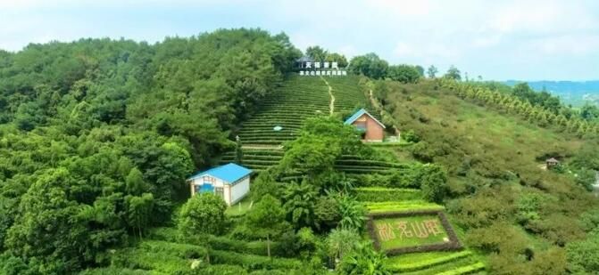 关于夹江首个茶叶海外仓落地乌兹别克斯坦的相关信息