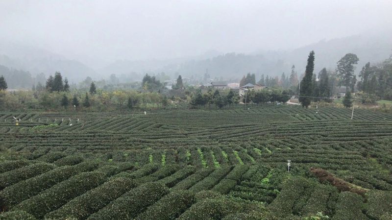 有关于人文始祖颛顼帝 严道茶马丝绸路四川省茶叶行业协会赴南路边茶重镇——荥经县考察调研茶产业发展的相关信息(2)