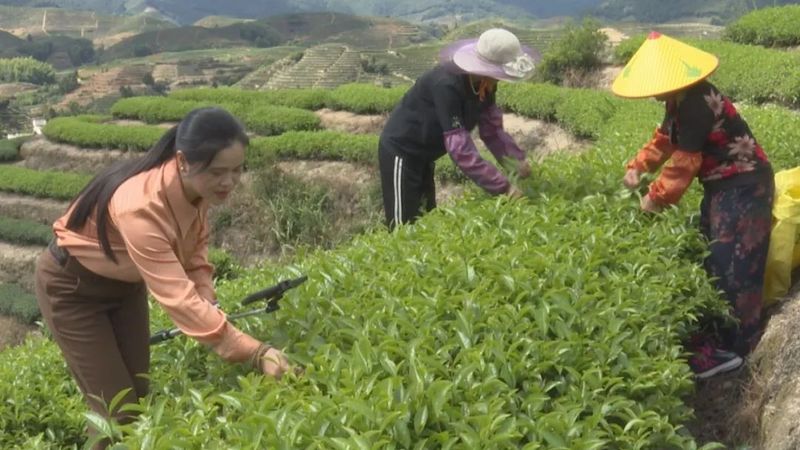 关于南坑镇:“小茶叶”变身“大产业”!的消息(3)