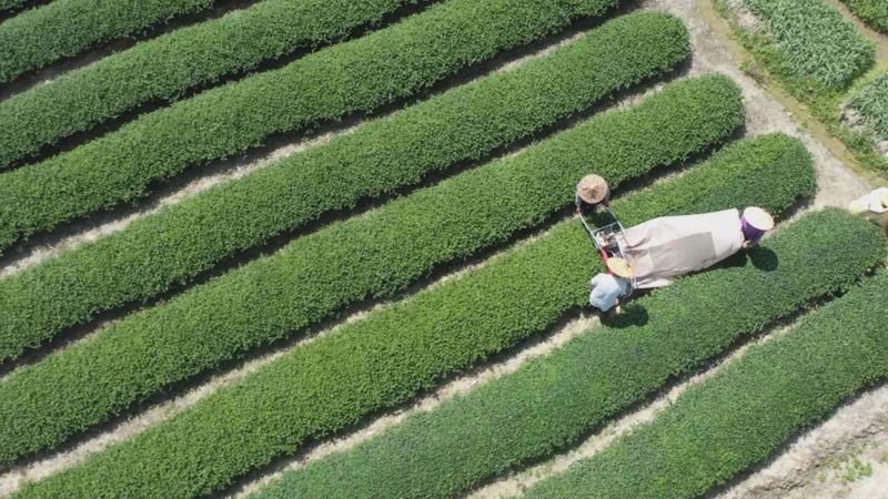 关于南坑镇:“小茶叶”变身“大产业”!的消息(1)
