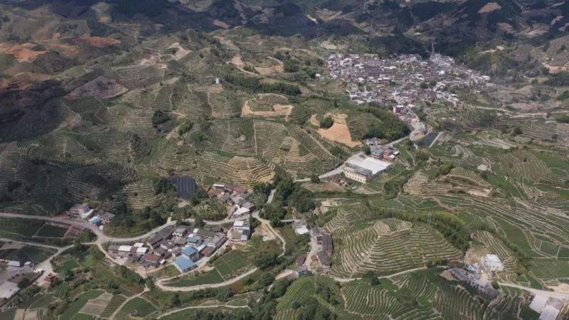 关于南坑镇:“小茶叶”变身“大产业”!的消息