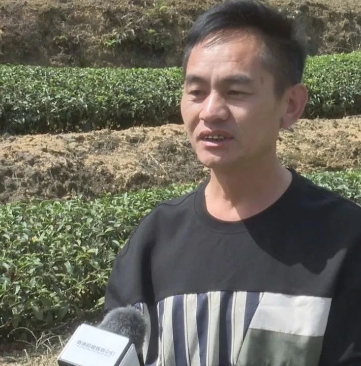关于南坑镇:“小茶叶”变身“大产业”!的消息(8)