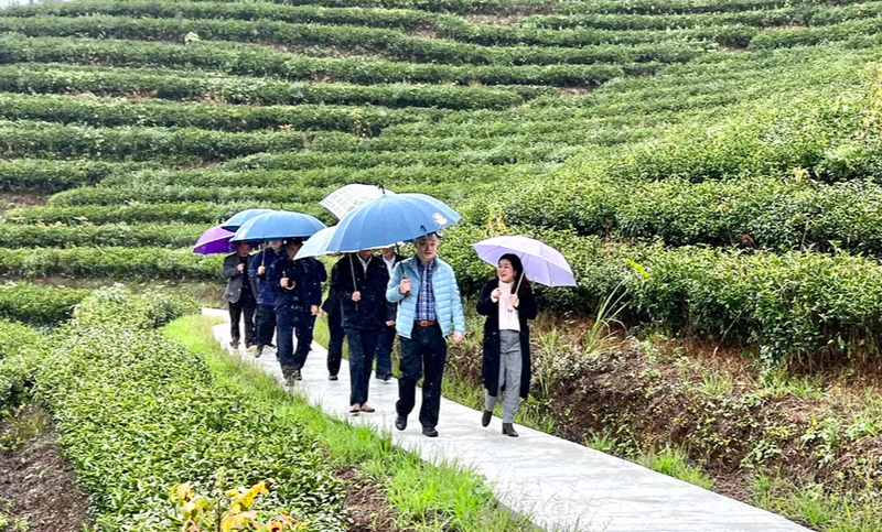 有关于中国茶叶股份有限公司领导到建宁县调研茶产业发展情况的信息(2)