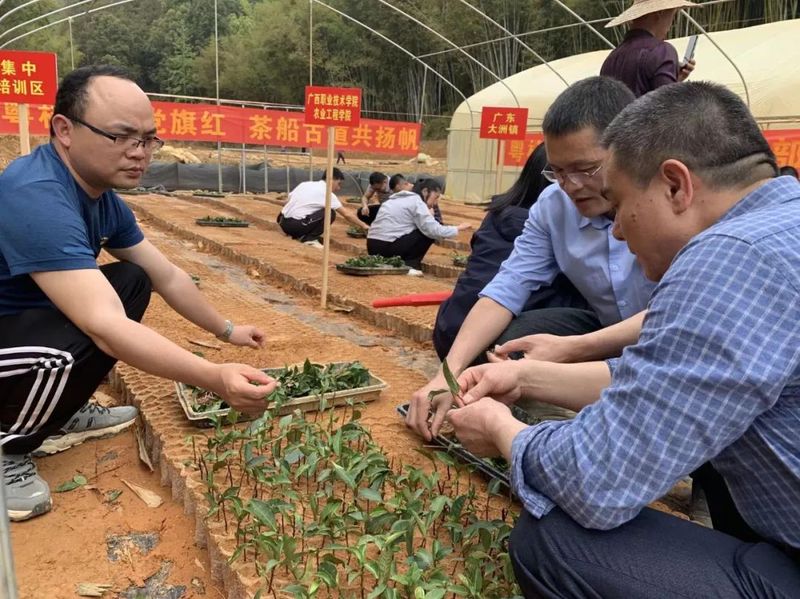 有关于做大做强“广东进入广西的第一杯六堡茶”——苍梧县木双镇依托“两江四镇十联盟”粤桂合作平台振兴东安江“茶船古道”六堡(2)