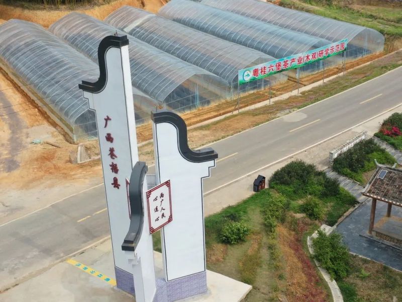 有关于做大做强“广东进入广西的第一杯六堡茶”——苍梧县木双镇依托“两江四镇十联盟”粤桂合作平台振兴东安江“茶船古道”六堡(5)