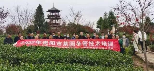 有关于贵阳市开展2022年茶园冬管培训的最新消息