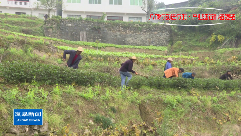 有关于岚皋县:做强富硒特色茶产业 助力乡村振兴的内容(2)