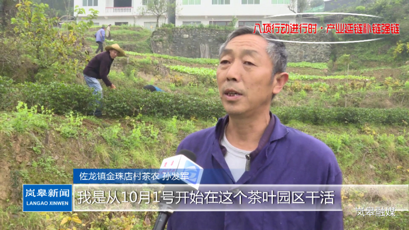 有关于岚皋县:做强富硒特色茶产业 助力乡村振兴的内容(1)