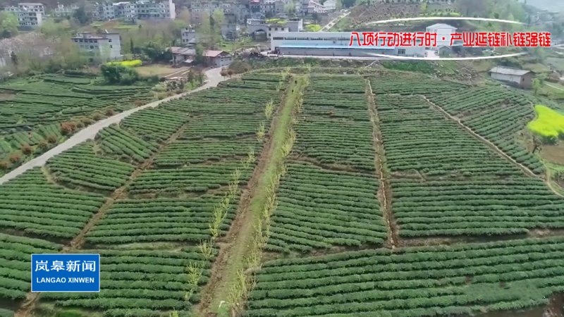 有关于岚皋县:做强富硒特色茶产业 助力乡村振兴的内容(4)