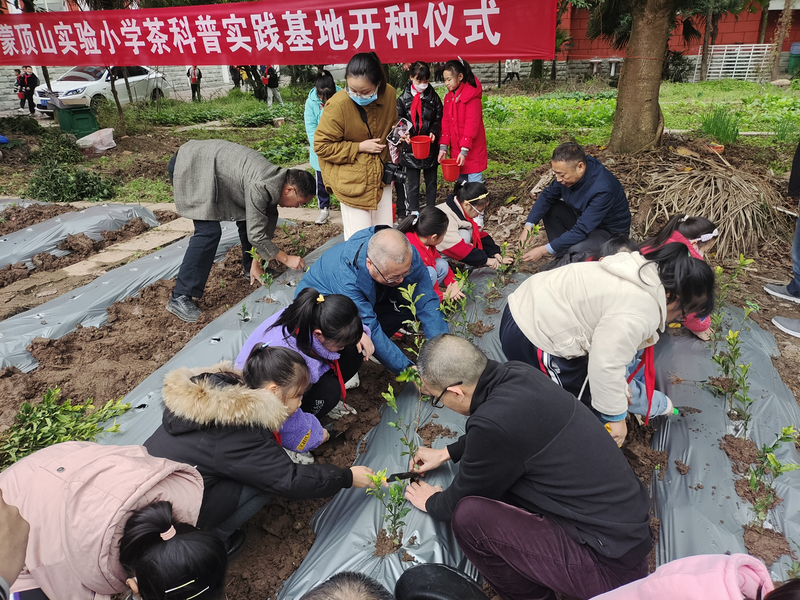 有关于推广蒙顶山茶文化:名山正大茶叶有限公司为名山区蒙顶山实验小学建科普实践茶园的资讯(3)