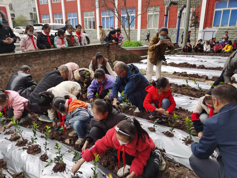 有关于推广蒙顶山茶文化:名山正大茶叶有限公司为名山区蒙顶山实验小学建科普实践茶园的资讯(4)