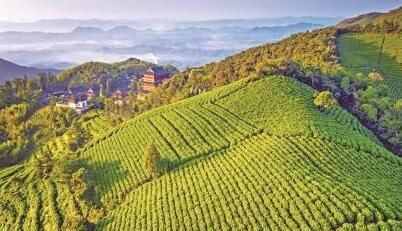 有关于一叶茶香飘千年 径山“茶经”润民心的消息