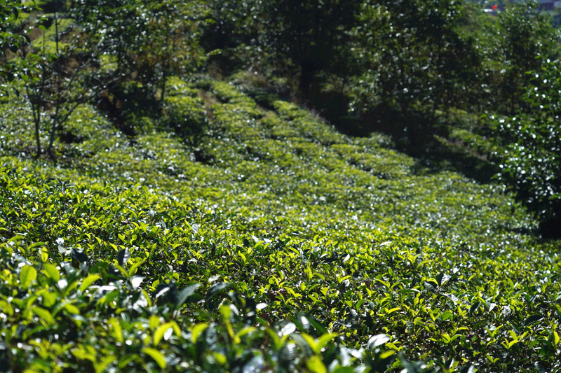 关于沧源佤族自治县糯良乡贺岭村：推动茶旅融合发展 助力绿美乡村建设的新闻(2)