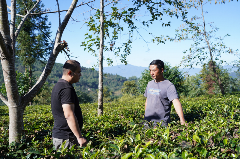 关于沧源佤族自治县糯良乡贺岭村：推动茶旅融合发展 助力绿美乡村建设的新闻(3)