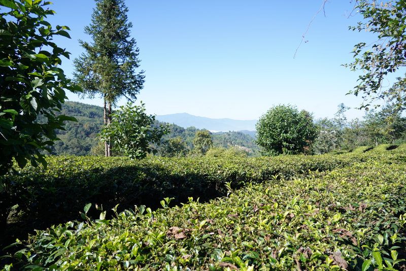 关于沧源佤族自治县糯良乡贺岭村：推动茶旅融合发展 助力绿美乡村建设的新闻(1)