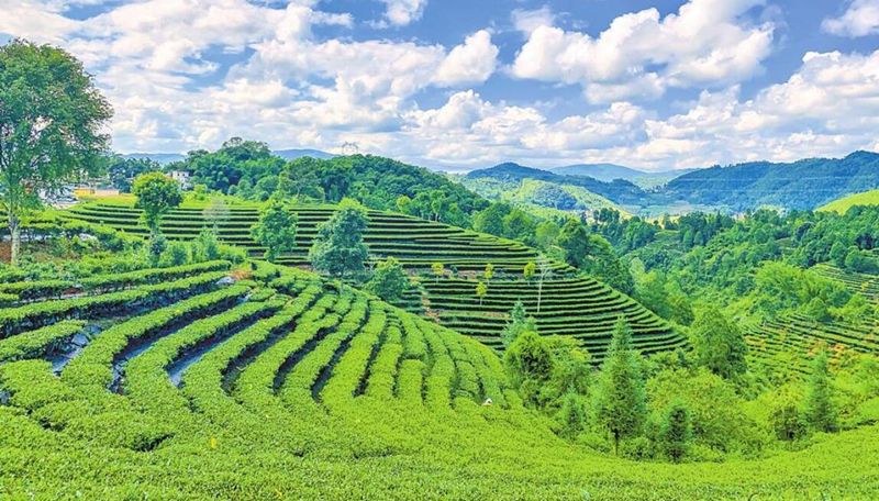 关于红河县 片片茶叶变“金叶”的消息