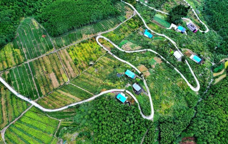 关于一分钟了解高山云雾中“走”出来的旺苍茶产业的新闻(3)