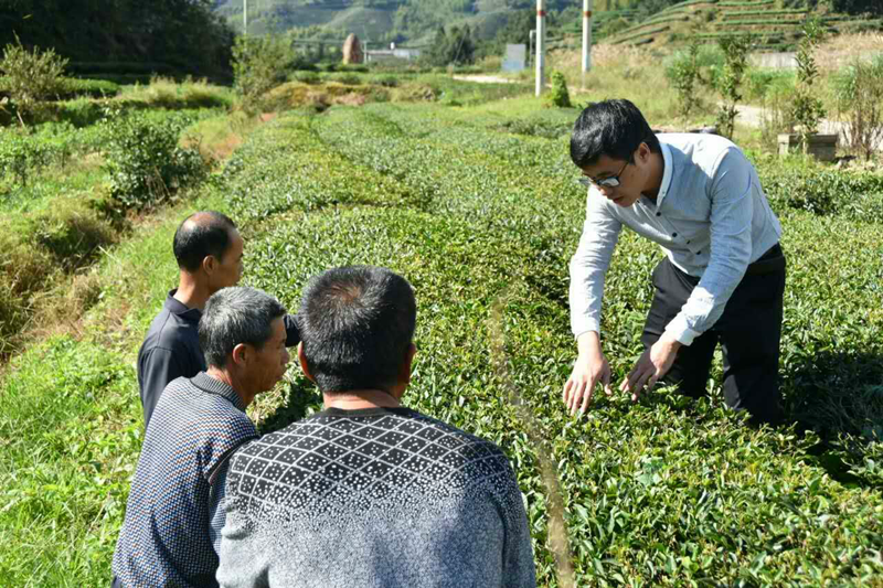 有关于“南”得好茶，“靖”在土楼，返乡“新农人”，茶山变金山的相关内容(2)