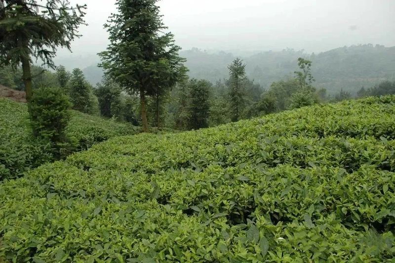 关于解读华茶二号——福鼎大毫茶！的消息(1)