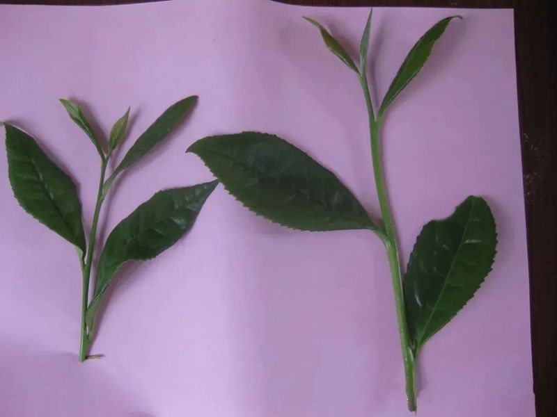 关于解读华茶二号——福鼎大毫茶！的消息(2)
