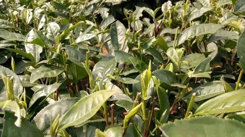 关于解读华茶二号——福鼎大毫茶！的消息