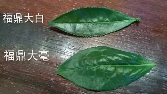 关于解读华茶二号——福鼎大毫茶！的消息(3)