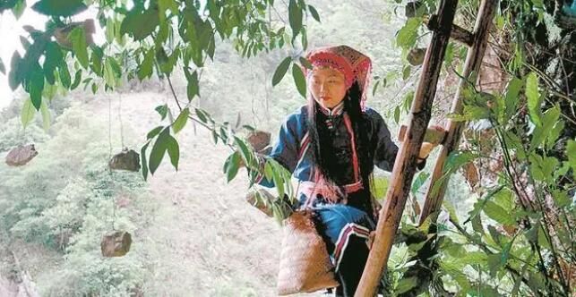 有关于韶关翁源山区：找到致富新路把“野生茶”种进茶园发展特色产业的新闻