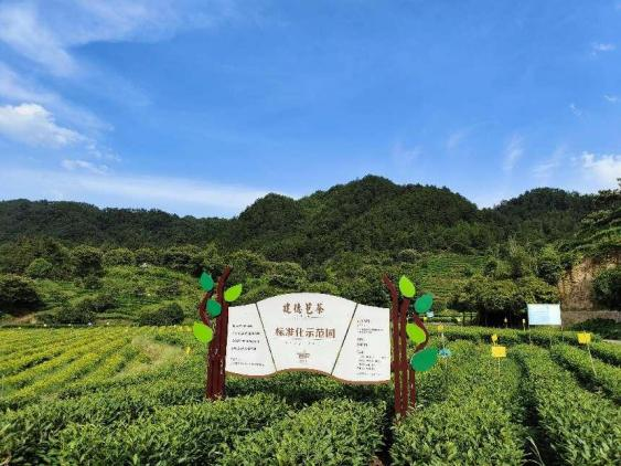 有关于“建德苞茶”搭上高铁，驶向全国的最新消息(3)