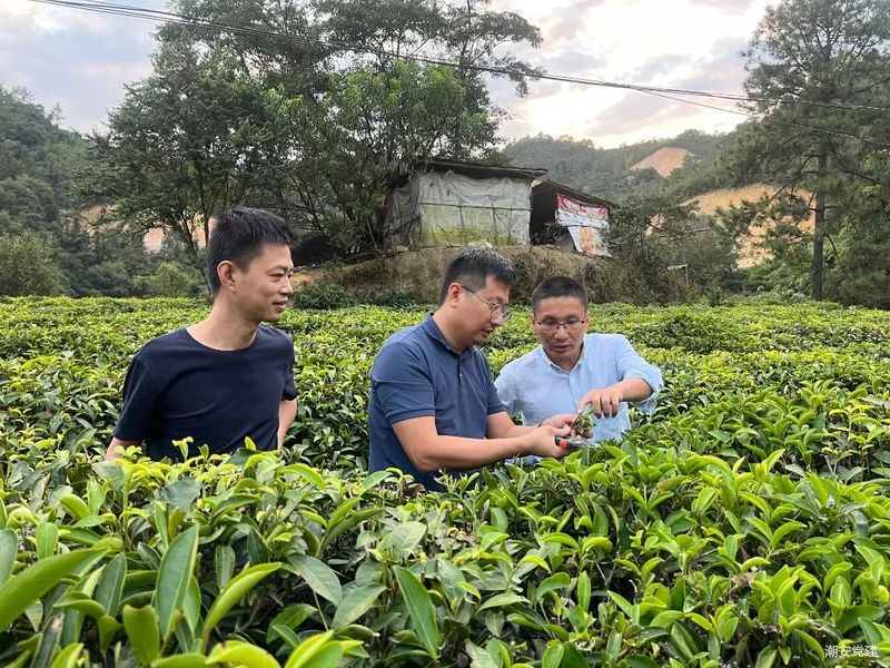 关于登塘镇：以茶兴农拓宽乡村振兴“致富路”的相关内容(1)