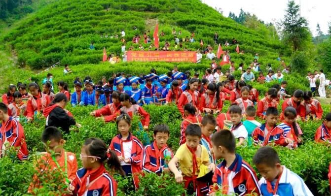 有关于广西蒙山县夏宜民族学校：“红领巾”进茶园 感受茶文化的相关内容