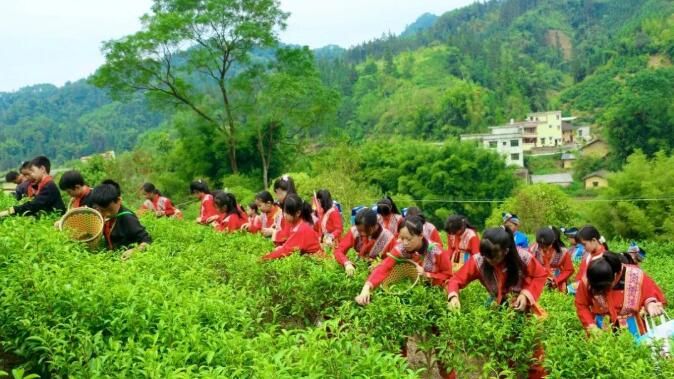 有关于广西蒙山县夏宜民族学校：“红领巾”进茶园 感受茶文化的相关内容(1)