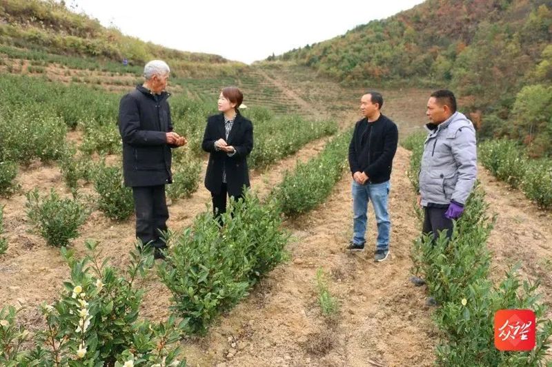 有关于贵州印江:茶园冬管掀高潮 静待新绿满茶园的内容(5)