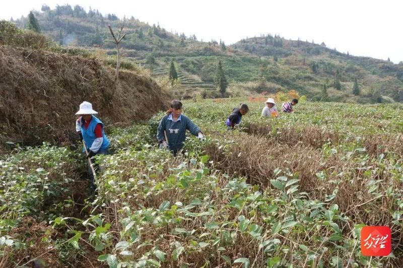 有关于贵州印江:茶园冬管掀高潮 静待新绿满茶园的内容(4)