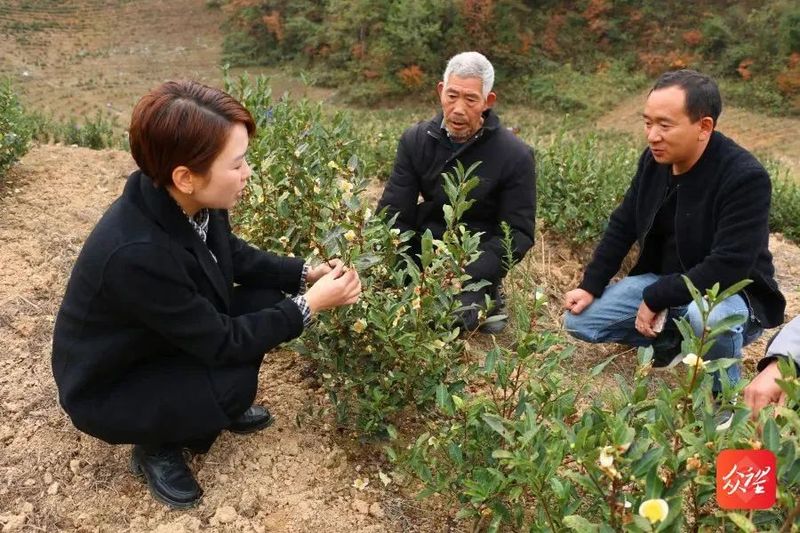 有关于贵州印江:茶园冬管掀高潮 静待新绿满茶园的内容(1)