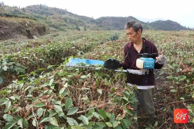 有关于贵州印江:茶园冬管掀高潮 静待新绿满茶园的内容(3)