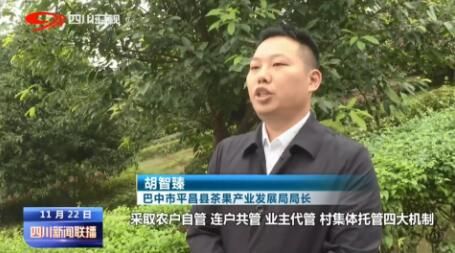 有关于广元市旺苍县：冬日茶园忙不停 产业发展有后劲的最新消息(4)