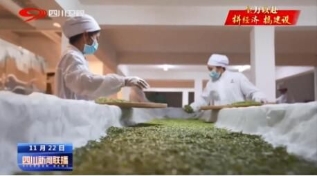 有关于广元市旺苍县：冬日茶园忙不停 产业发展有后劲的最新消息(5)