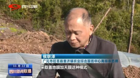 有关于广元市旺苍县：冬日茶园忙不停 产业发展有后劲的最新消息(1)