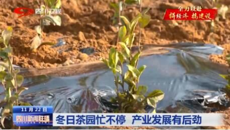 有关于广元市旺苍县：冬日茶园忙不停 产业发展有后劲的最新消息