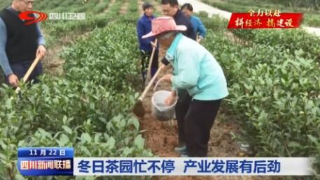 有关于广元市旺苍县：冬日茶园忙不停 产业发展有后劲的最新消息(3)