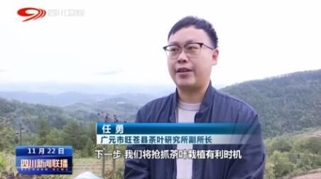 有关于广元市旺苍县：冬日茶园忙不停 产业发展有后劲的最新消息(2)