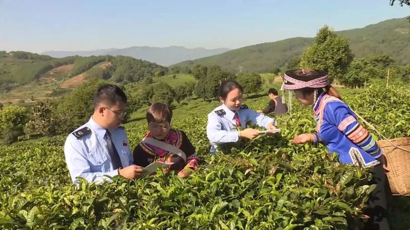 有关于宁洱：税惠滋养 “小茶叶”作出大文章的消息(1)