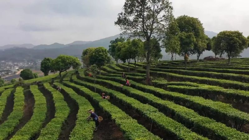 有关于宁洱：税惠滋养 “小茶叶”作出大文章的消息