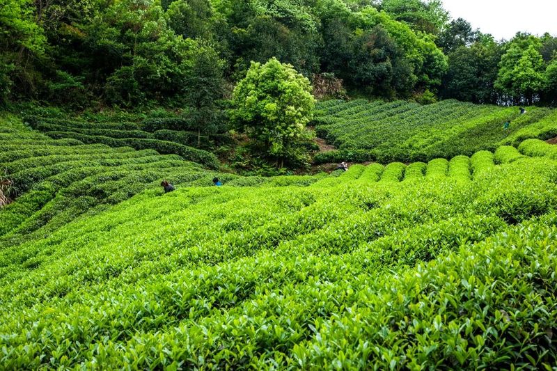 有关于汉中第二批生态茶园风采——南郑篇的信息(14)