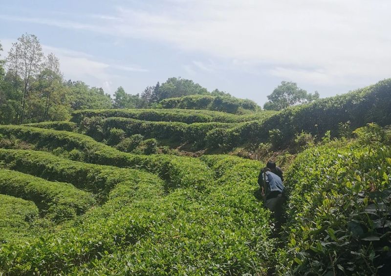 有关于汉中第二批生态茶园风采——南郑篇的信息(12)