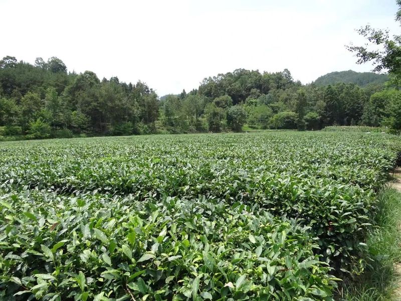 有关于汉中第二批生态茶园风采——南郑篇的信息(9)