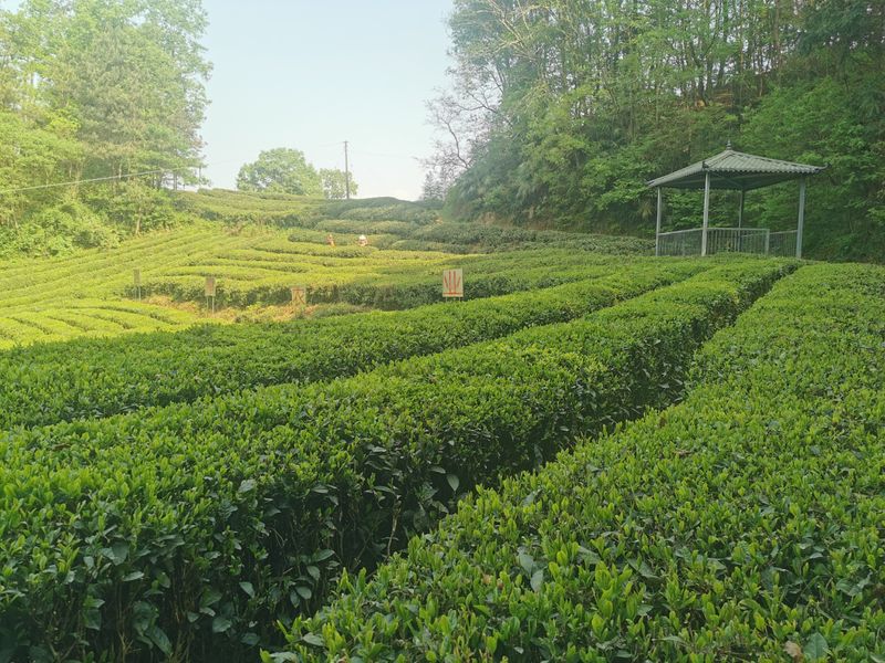 有关于汉中第二批生态茶园风采——南郑篇的信息(11)