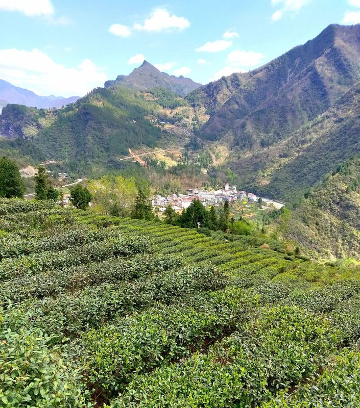 有关于汉中第二批生态茶园风采——南郑篇的信息(5)