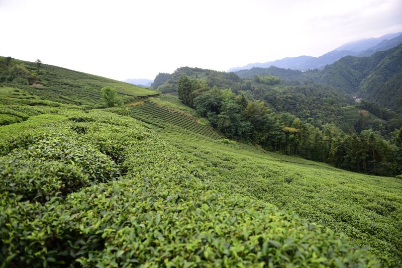 有关于汉中第二批生态茶园风采——南郑篇的信息(13)