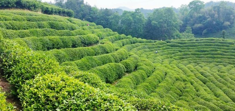 有关于汉中第二批生态茶园风采——南郑篇的信息(4)